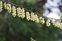 Stachyurus praecox