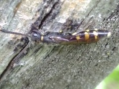 Monosapyga clavicornis