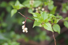 Stachyurus praecox