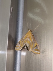 Eoophyla conjunctalis