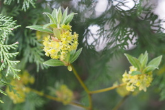 Lindera umbellata