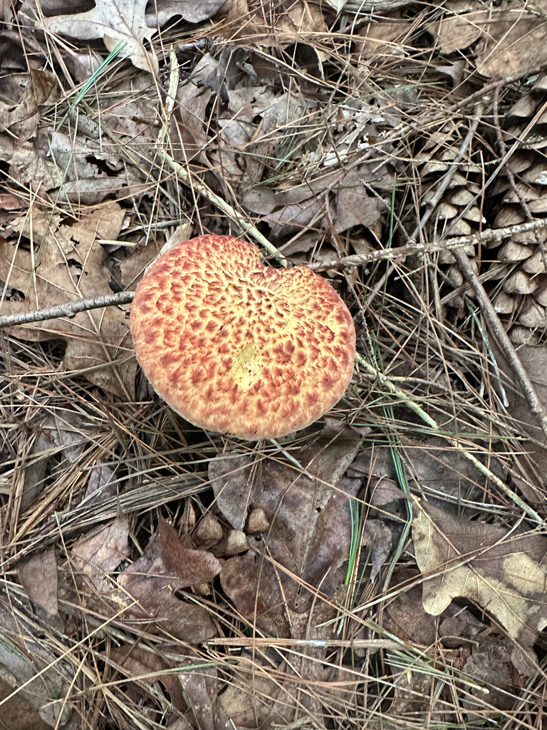 Painted Suillus · August 2026 · photo: Photo: (c) Richard Jacob, some rights reserved (CC BY) · iNaturalist