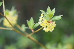 Lindera umbellata
