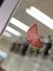 Hypsopygia pelasgalis