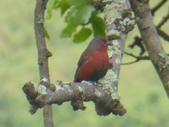 Lagonosticta rubricata