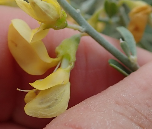 Image of Calobota pungens by no rights reserved