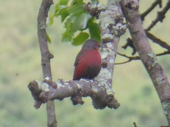 Lagonosticta rubricata