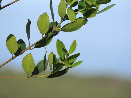 Olea capensis, photograph 3