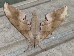 Marumba sperchius sperchius