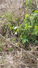 Chelidonium majus