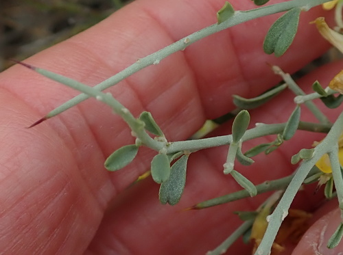 Image of Calobota pungens by no rights reserved