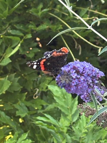 Red Admiral