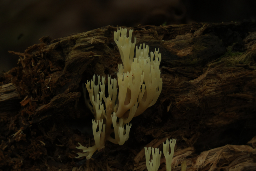 crown-tipped coral fungus · August 2026 · photo: Photo: (c) Richard Jacob, some rights reserved (CC BY) · iNaturalist