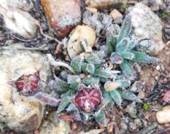 Trichodiadema pygmaeum