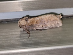 Norracoides basinotata