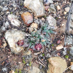 Trichodiadema pygmaeum