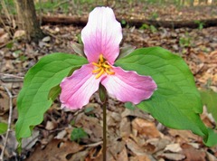 Trillium catesbaei