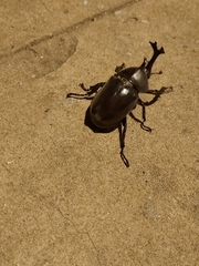 Trypoxylus dichotomus