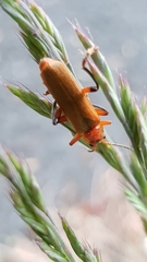 Cantharis livida