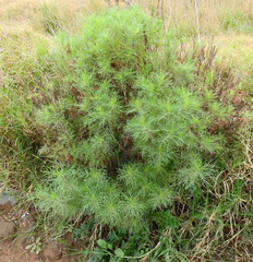 Senecio pinnatus