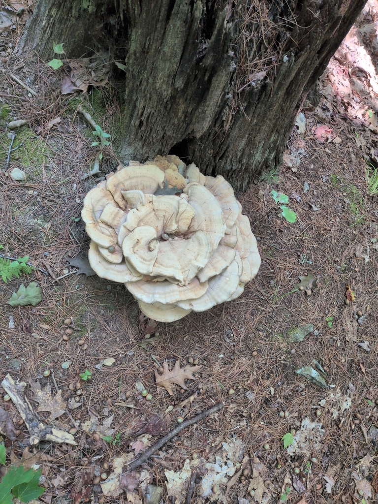 Berkeley's Polypore · August 2026 · photo: Photo: (c) Ross Donihue, some rights reserved (CC BY) · iNaturalist