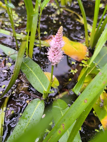 water smartweed