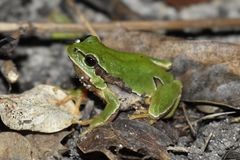 Hyla molleri