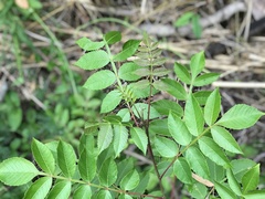 Rhus chinensis