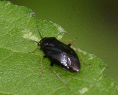 Slaterocoris