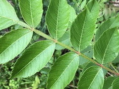 Rhus chinensis