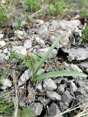 Allium tulipifolium
