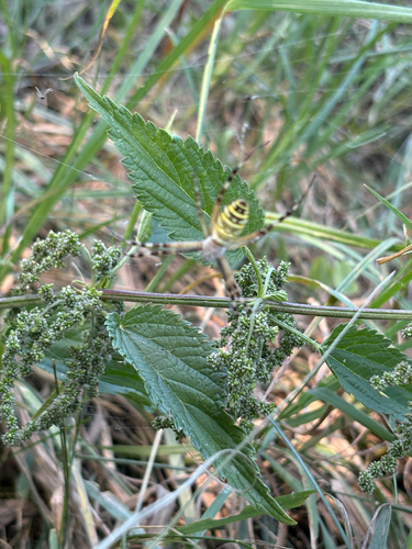 Wasp Spider