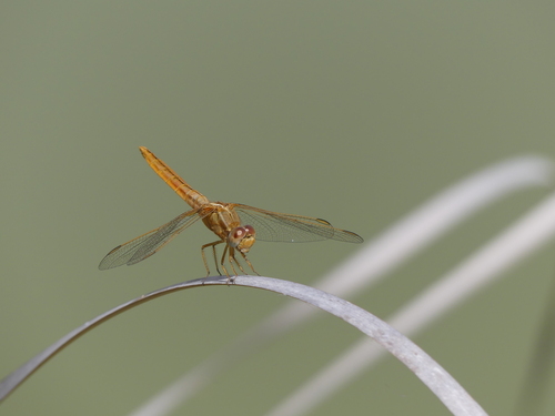 Broad Scarlet