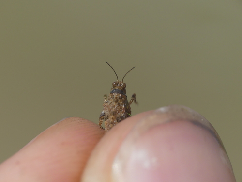 Mediterranean Groundhopper