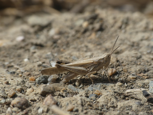 Puissant's Green-winged Grasshopper