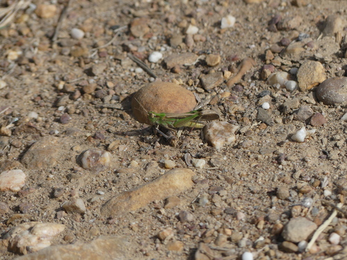 Puissant's Green-winged Grasshopper