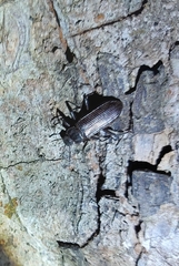 Catapiestus subrufescens