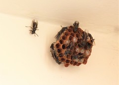 Mischocyttarus cassununga