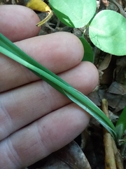 Carex ignota
