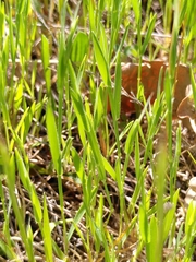 Brachypodium distachyon