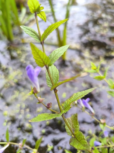 Marsh Skullcap