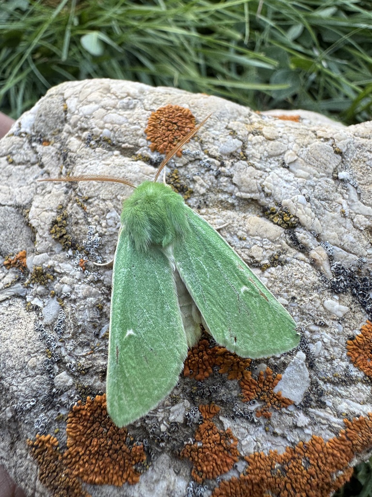 Isochlora dagestana