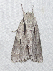 Acronicta texana