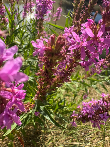 purple loosestrife