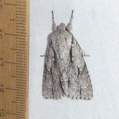 Acronicta texana
