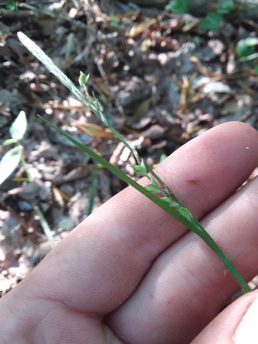 Image of Carex ignota by (c) Will McFarland, some rights reserved (CC BY)
