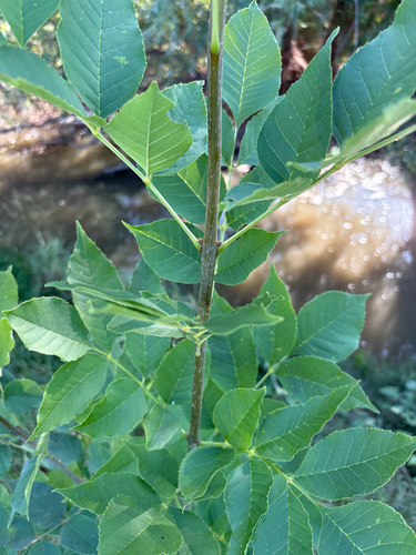 green ash
