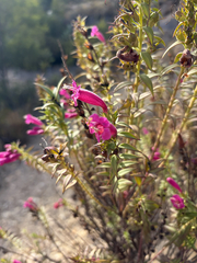 Agalinis bangii, photograph (c) otomops, some rights reserved (CC BY)