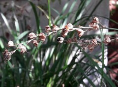 Chlorophytum saundersiae