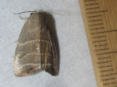 Bagisara rectifascia